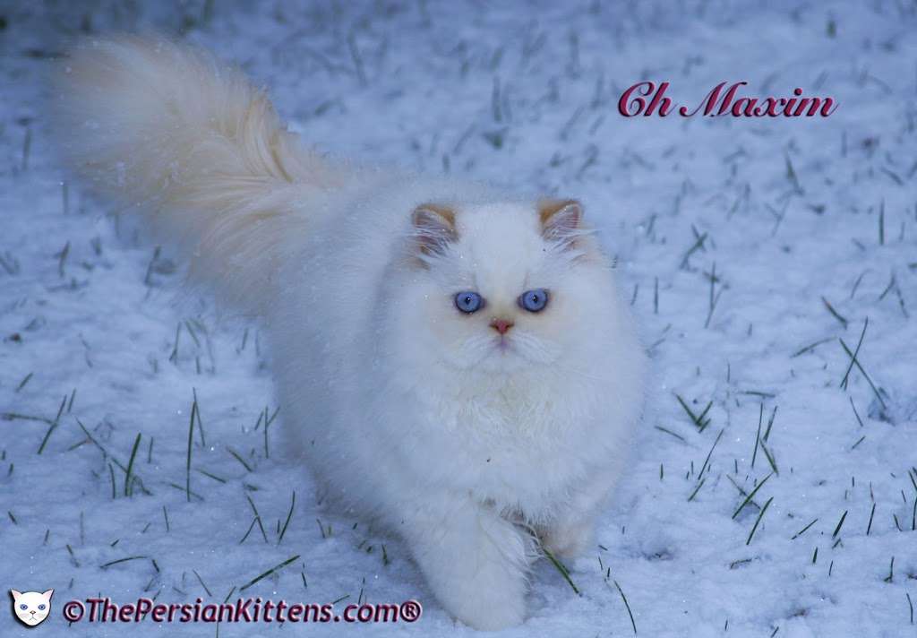 THE PERSIAN CATS | 1367 Georgetown Dr, Carol Stream, IL 60188, USA | Phone: (630) 233-4953