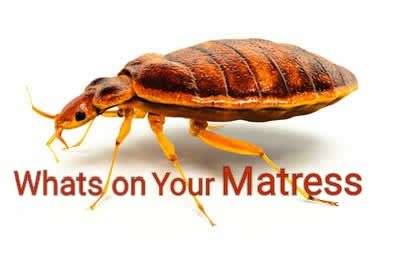 CurveMatic Pest Control | 2420 Albaca Dr, Orlando, FL 32837, USA | Phone: (407) 218-2080