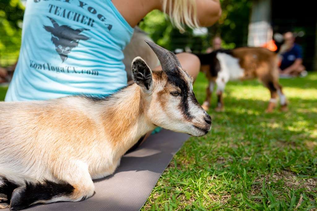 Goat Yoga Texas | 18541 Mueschke Rd, Cypress, TX 77433, USA | Phone: (281) 732-7833