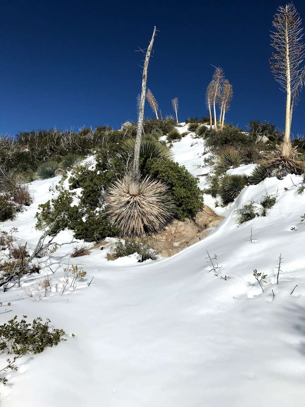 Strawberry peak west ridge trail | Colby Cyn Trail, Palmdale, CA 93550, USA