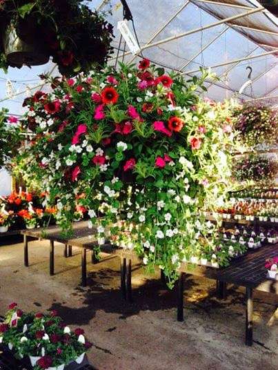Laschis Garden Center | 20 Ayers Village Rd, Methuen, MA 01844, USA | Phone: (978) 683-0309