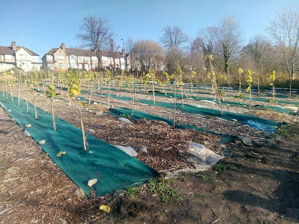 Horsenden Grape & Honey Farm | Whitton Ave E, Greenford UB6 0JP, UK