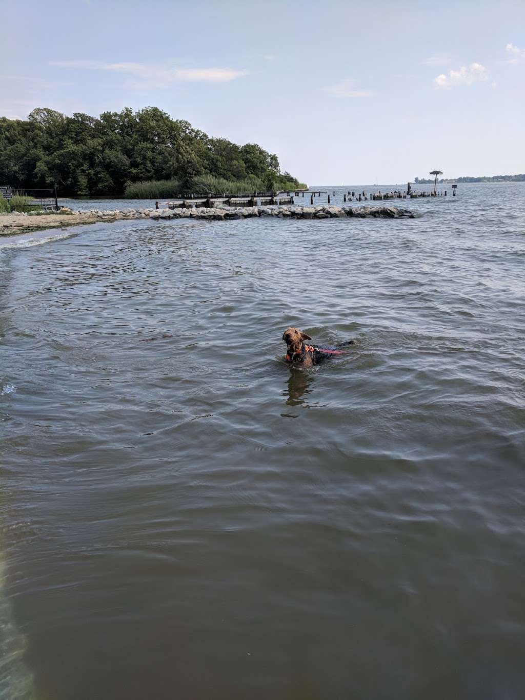 Quiet Waters Dog Beach | 1701-1799 Quiet Waters Park Rd, Annapolis, MD 21403, USA