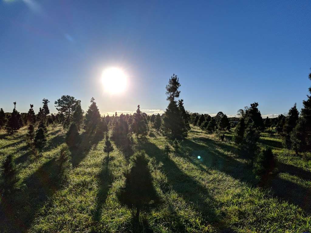 Holiday Acres Christmas Tree Farm | 8919 Mustang Bayou Rd, Manvel, TX 77578, USA | Phone: (281) 317-0586