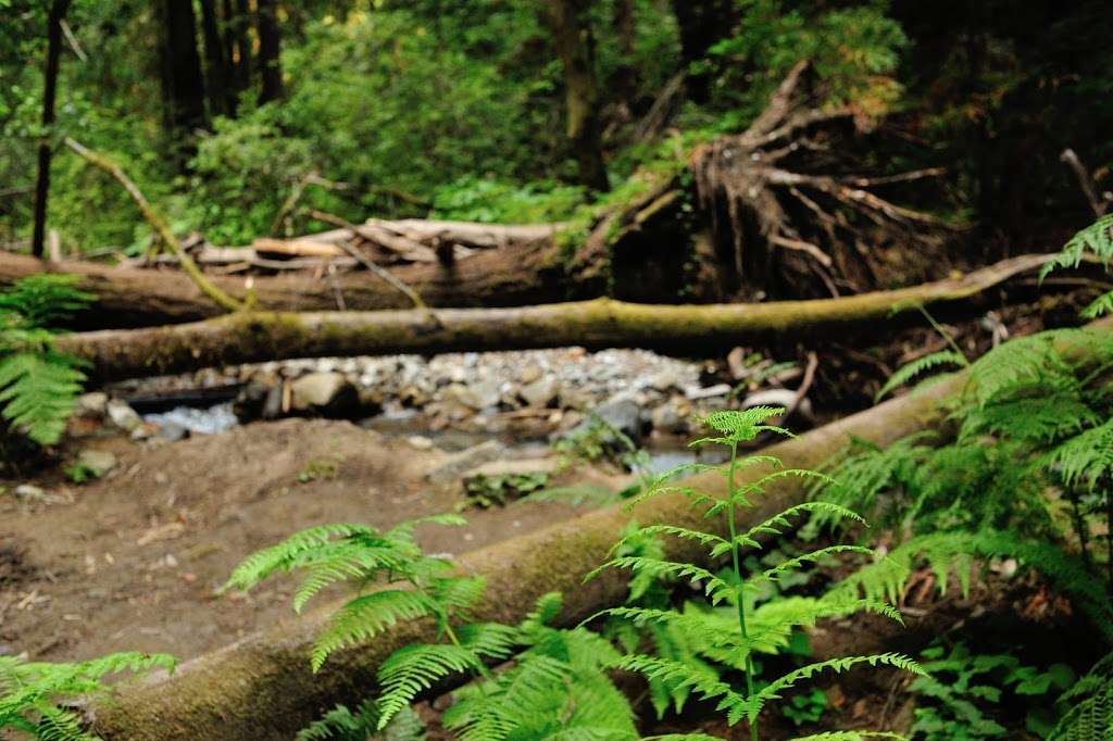 Fall Creek Unit, Henry Cowell Redwoods State Park | 1561 Felton Empire Rd, Felton, CA 95018, USA | Phone: (831) 335-4598