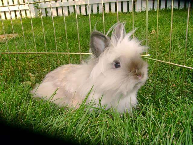 Bunny Express Rabbitry | 9422 Sierra Vista Rd, Longmont, CO 80504, USA | Phone: (303) 833-2959