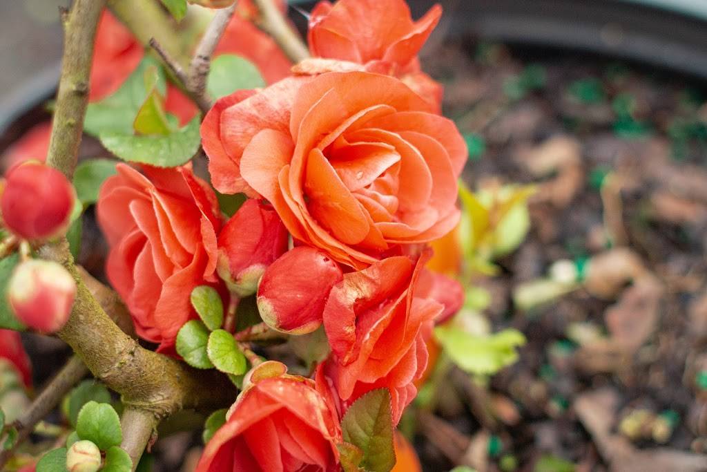 Bates Nursery and Garden Center | 3810 Whites Creek Pike, Nashville, TN 37207, USA | Phone: (615) 876-1014