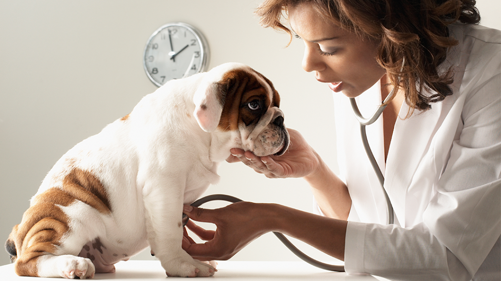 Country Lakes Animal Clinic | 378 US-46, Mine Hill Township, NJ 07803 | Phone: (973) 584-1836