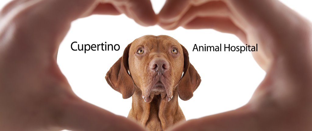 Cupertino Animal Hospital | 10026 Peninsula Ave, Cupertino, CA 95014 | Phone: (408) 252-6380