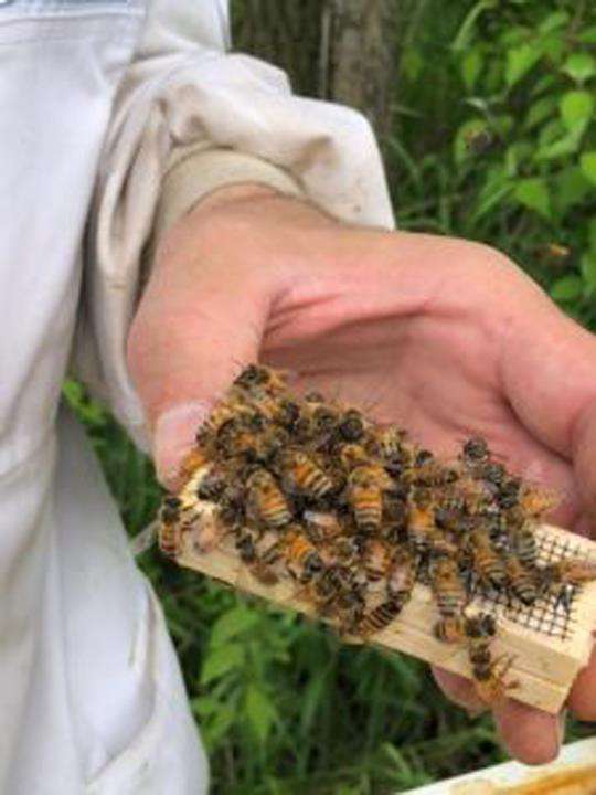 Meyer Bees | 2021 Holt Rd, Minooka, IL 60447 | Phone: (815) 521-9116
