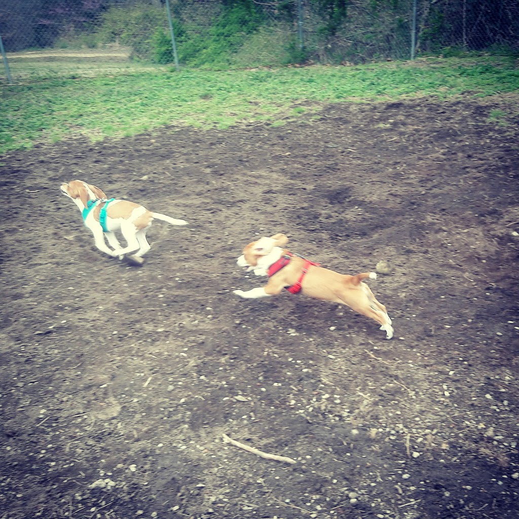 The Preserve Dog Park | 330 OHenry Ave, Davidson, NC 28036 | Phone: (704) 892-3349