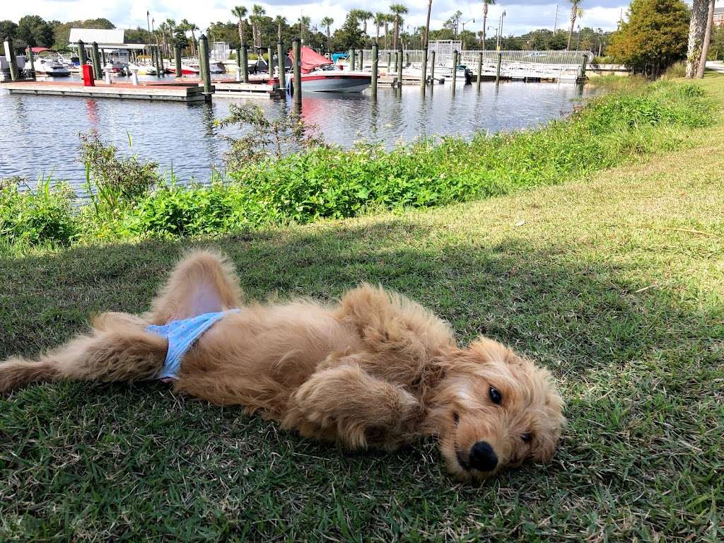 Goldendoodle By Aggie | S Wind, Kissimmee, FL 34746, USA | Phone: (407) 655-6285