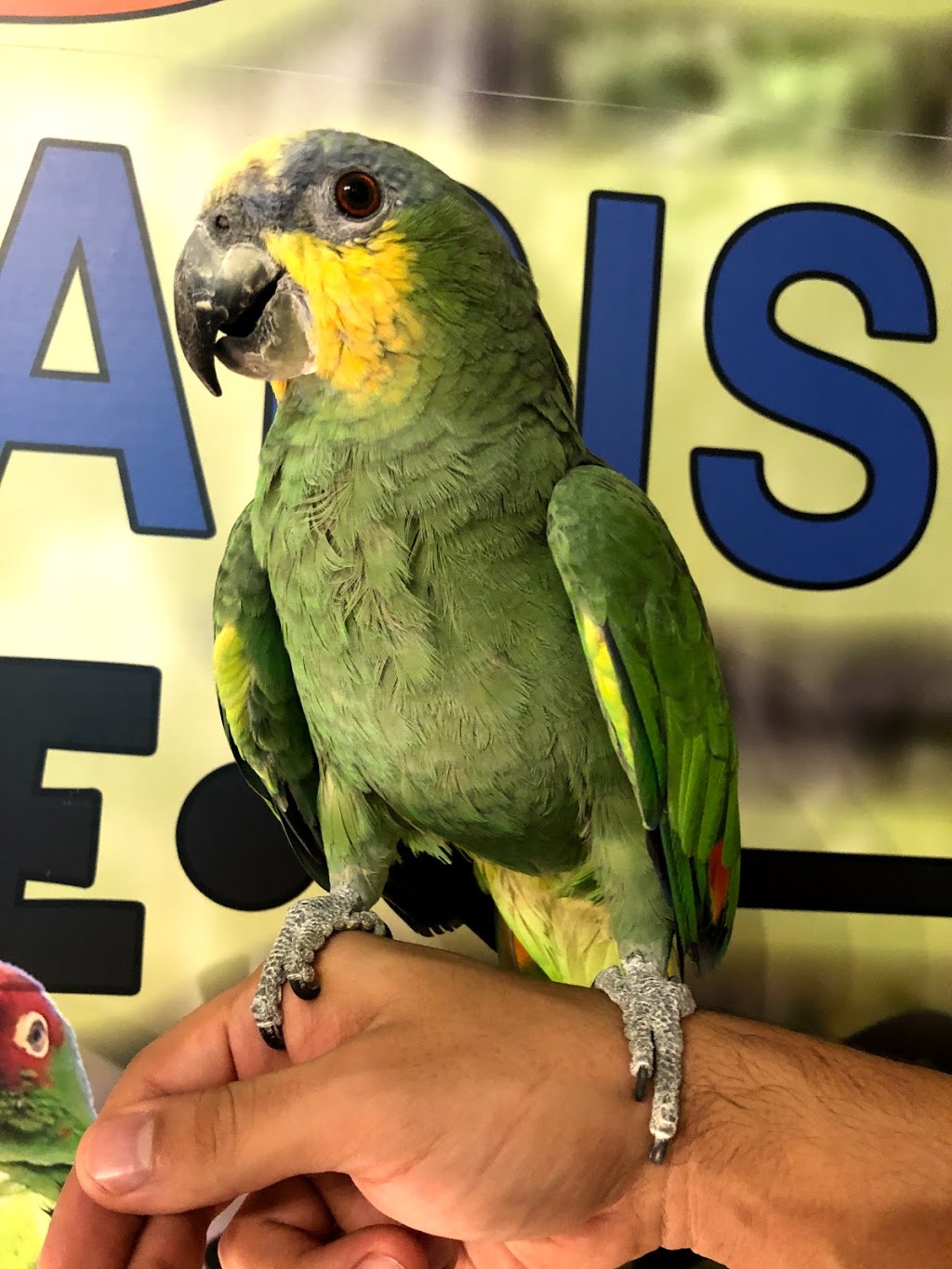 HSL ANIMAL PARADISE PET STORE | 2004 Michigan Ave, Kissimmee, FL 34744, USA | Phone: (407) 749-6488