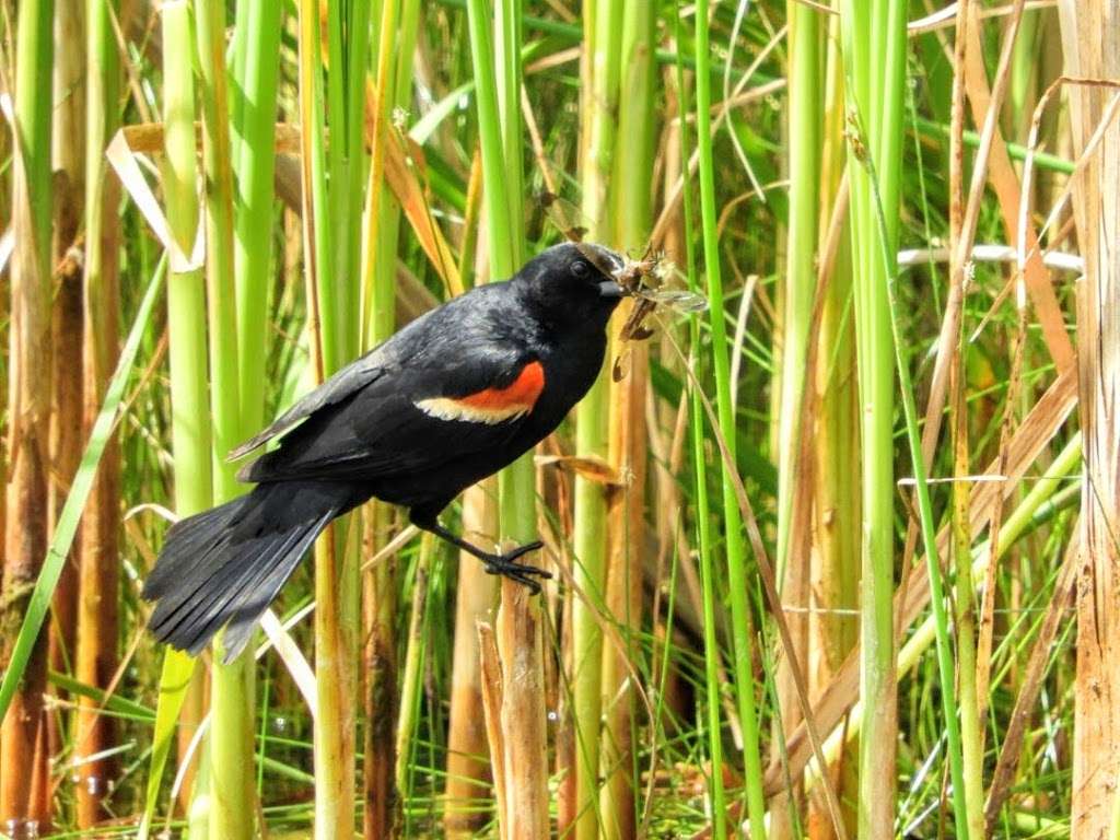 Jelke Creek Bird Sanctuary | Boncosky Rd, Dundee Township, IL 60118, USA | Phone: (847) 428-8092
