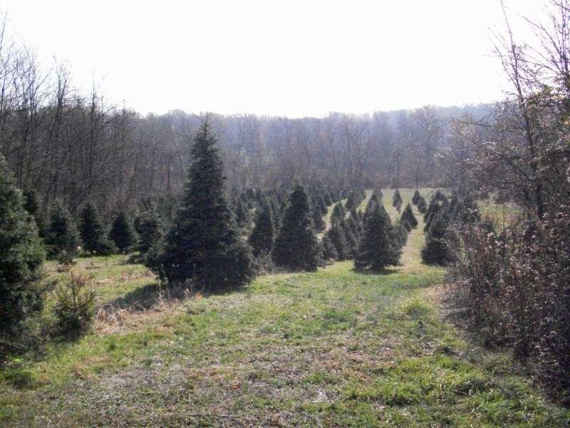 Three Kings Christmas Tree Farm | 117 Arneytown-Hornerstown Rd, Allentown, NJ 08501, USA | Phone: (609) 758-3097