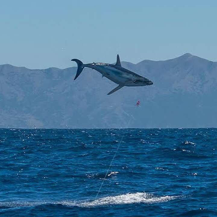 World Class Shark Fishing | 2580 Ingraham St, San Diego, CA 92109 | Phone: (858) 775-7812