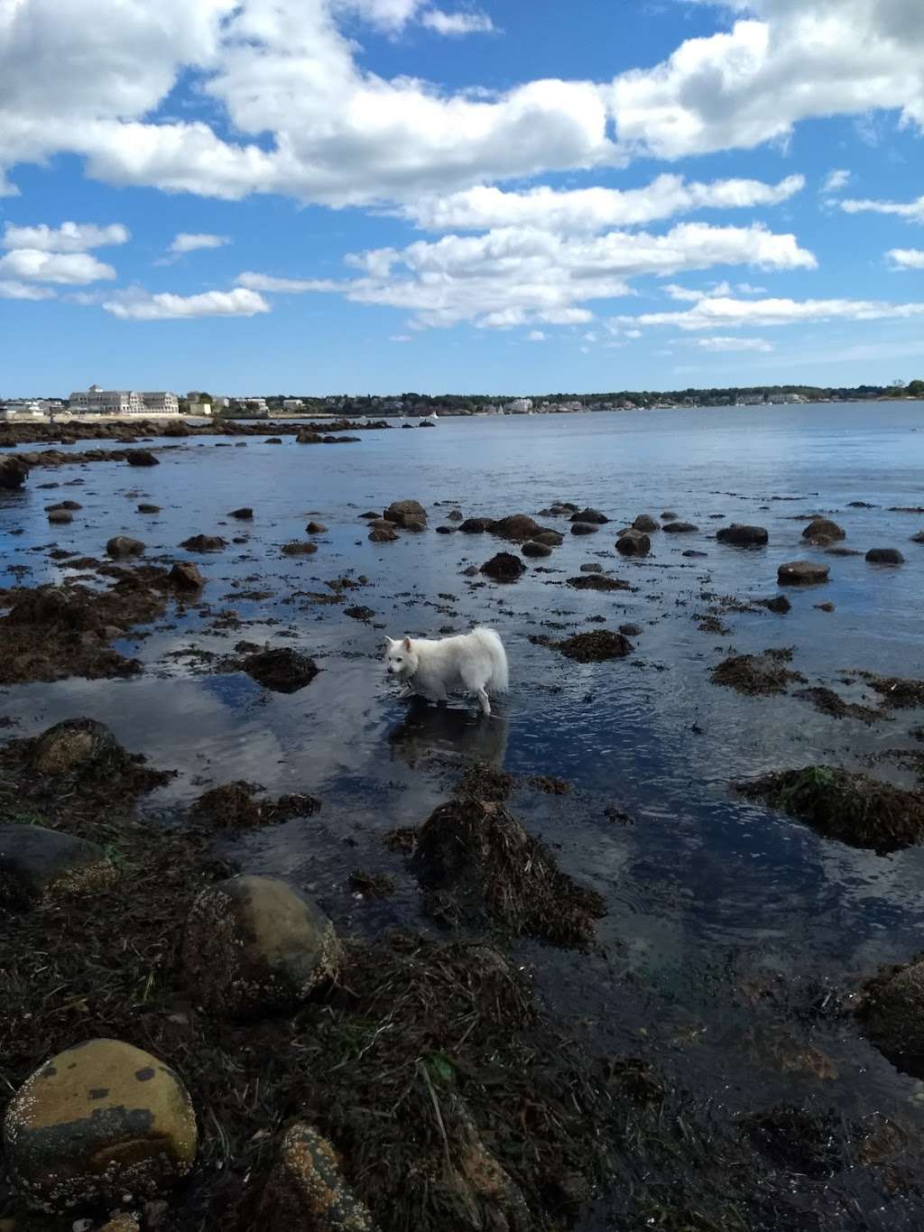 Crab Beach (open to dogs) | 109 Western Ave, Gloucester, MA 01930, USA
