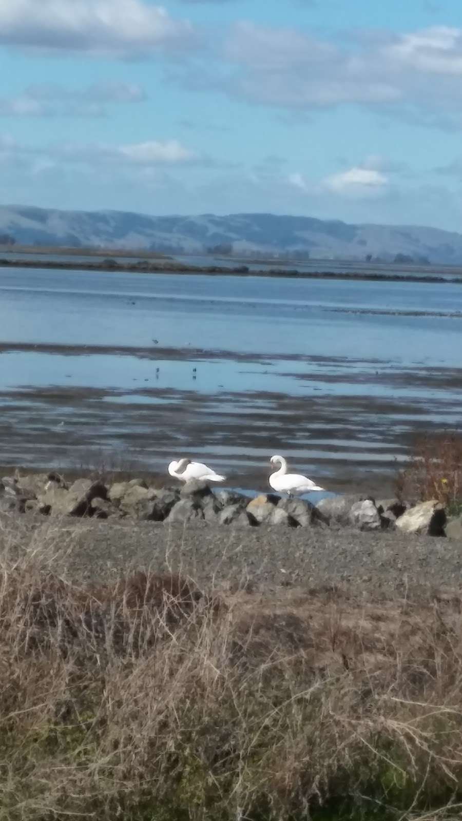 Wetlands Edge Park | 2 Eucalyptus Dr, American Canyon, CA 94503