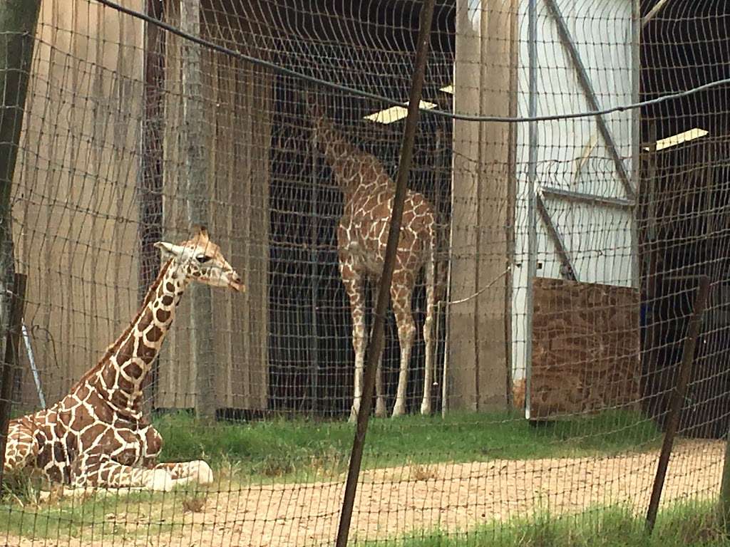 Bayou Wildlife Zoo | 5050 FM517, Dickinson, TX 77539, USA | Phone: (281) 337-6376