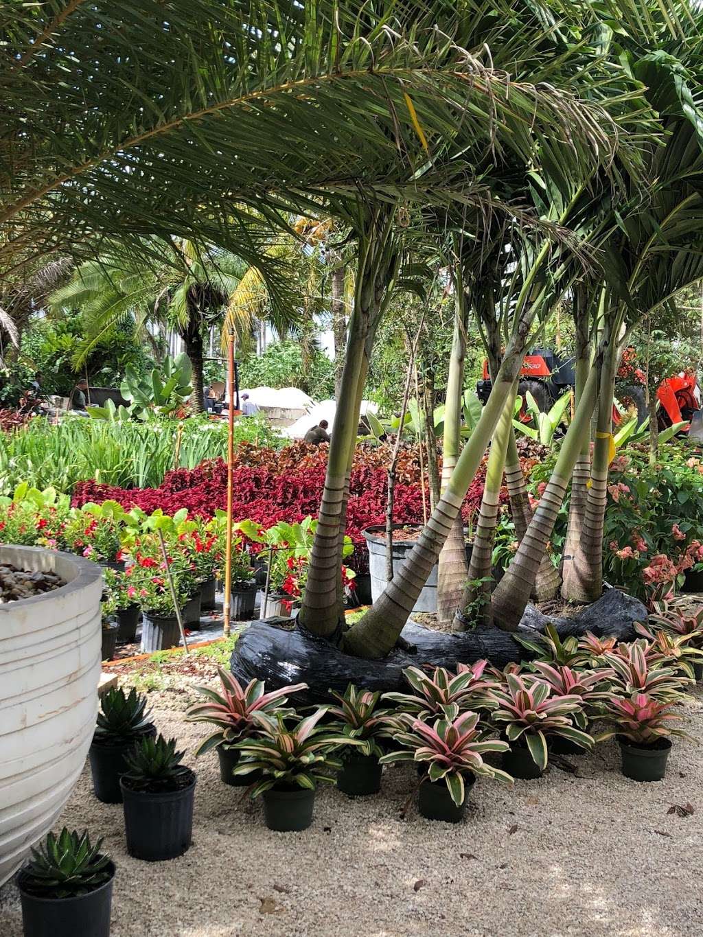 Piri Nursery & Landscaping | 10000 NW 138th St, Hialeah, FL 33018, USA | Phone: (786) 313-0041