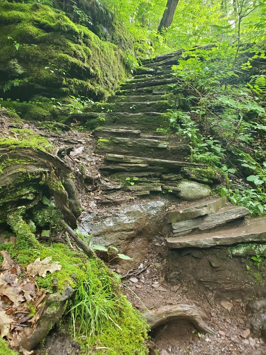 Evergreen Trail at Ricketts Glen | Benton, PA 17814