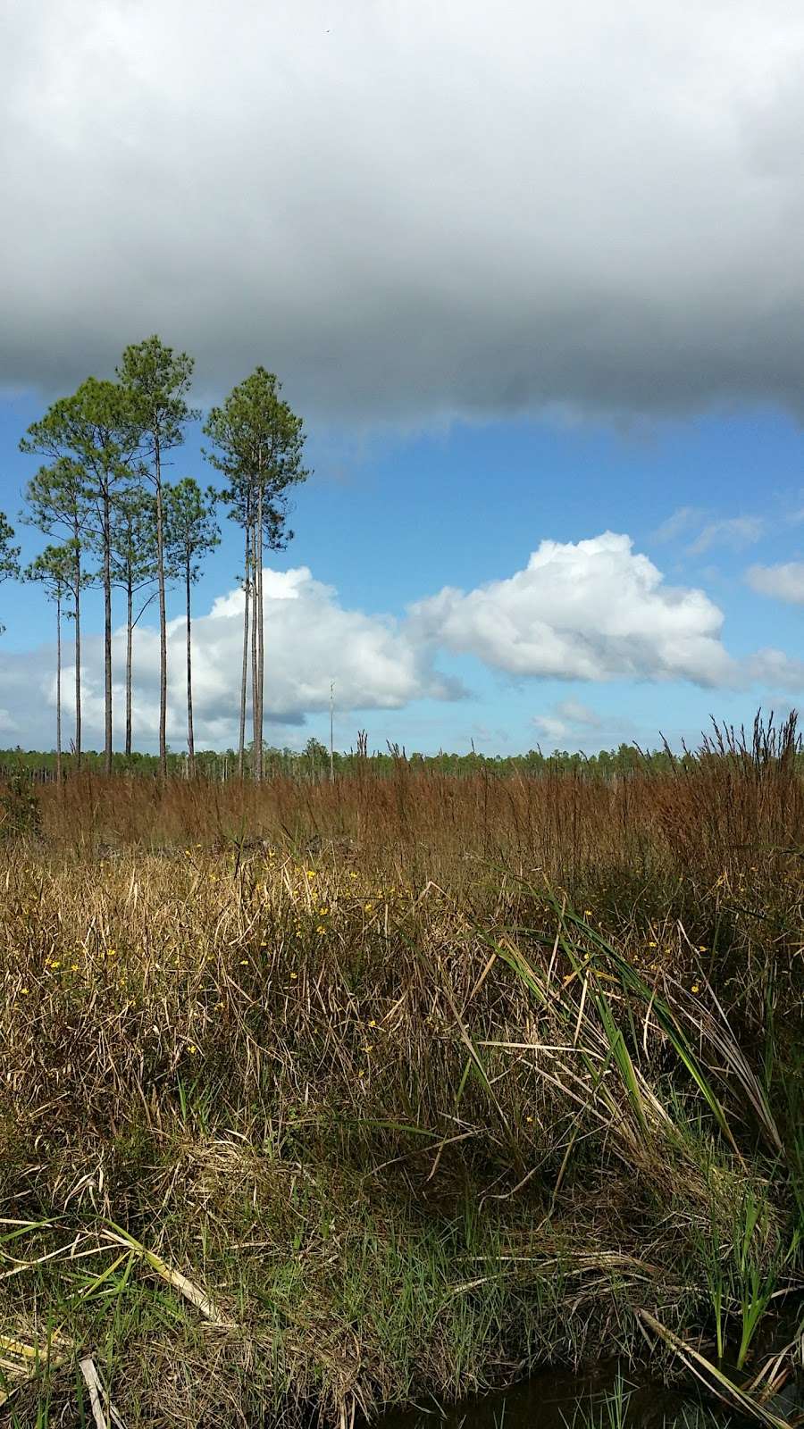 Lake George Wildlife Management Area | Pierson, FL 32180, USA