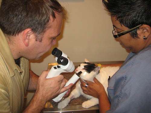 North Houston Veterinary Ophthalmology | 1646 Spring Cypress Rd #116, Spring, TX 77388 | Phone: (832) 616-5005