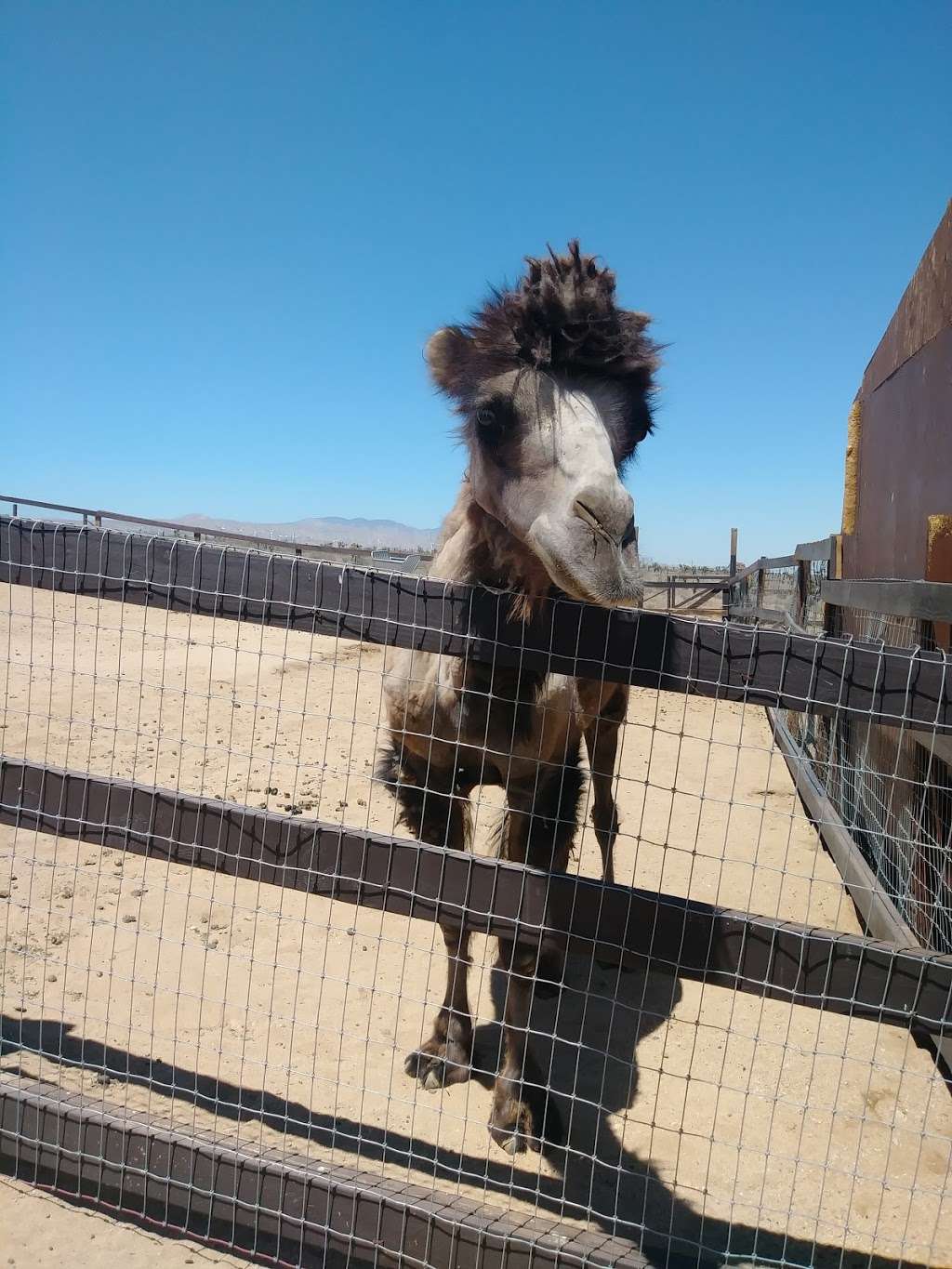 Windswept Ranch Petting Zoo | 11101 Robert Ranch Rd, Willow Springs, CA 93560, USA | Phone: (661) 809-3965