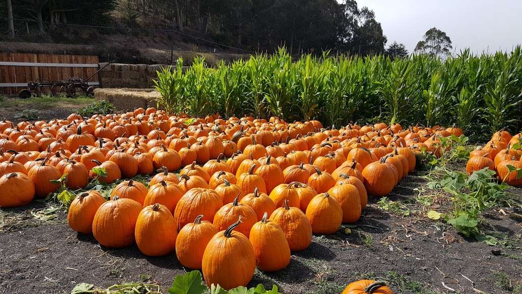 Aratas Pumpkin Farm | 185 Verde Rd, Half Moon Bay, CA 94019, USA | Phone: (650) 726-7548