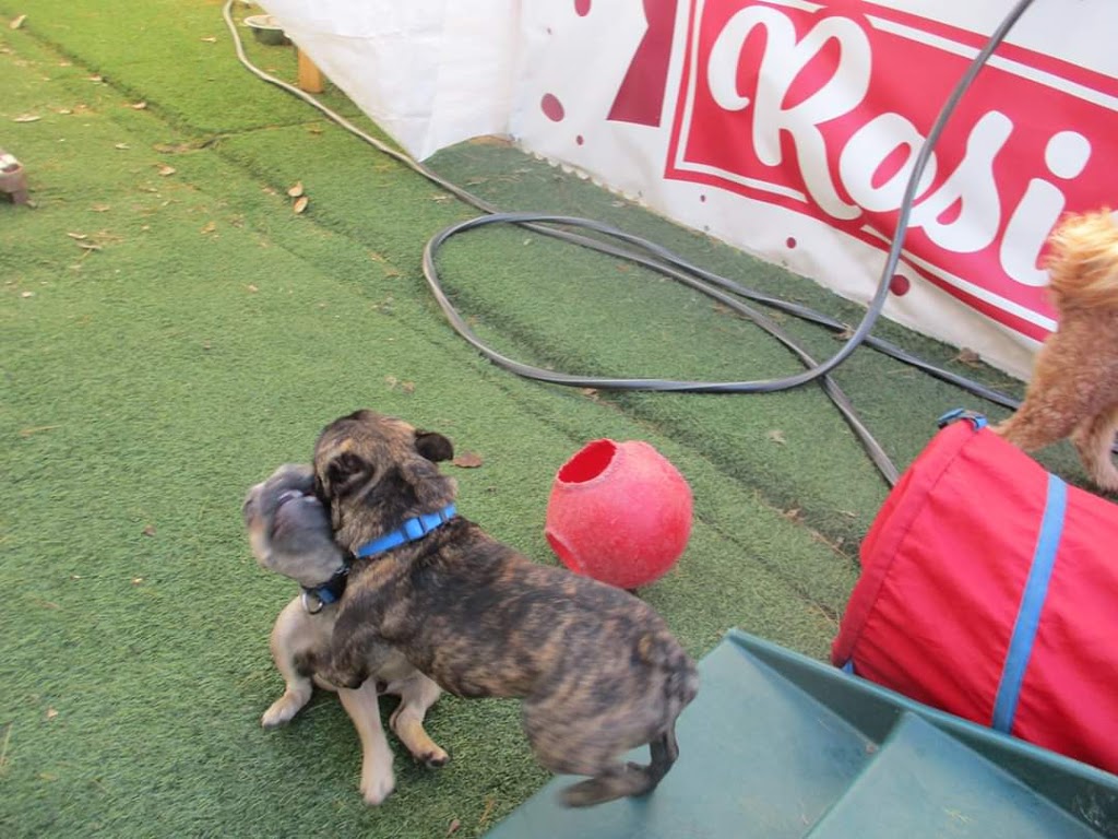 Rosies Doggie Day Care & More | 6012 Telegraph Rd, St. Louis, MO 63129, USA | Phone: (314) 293-9889