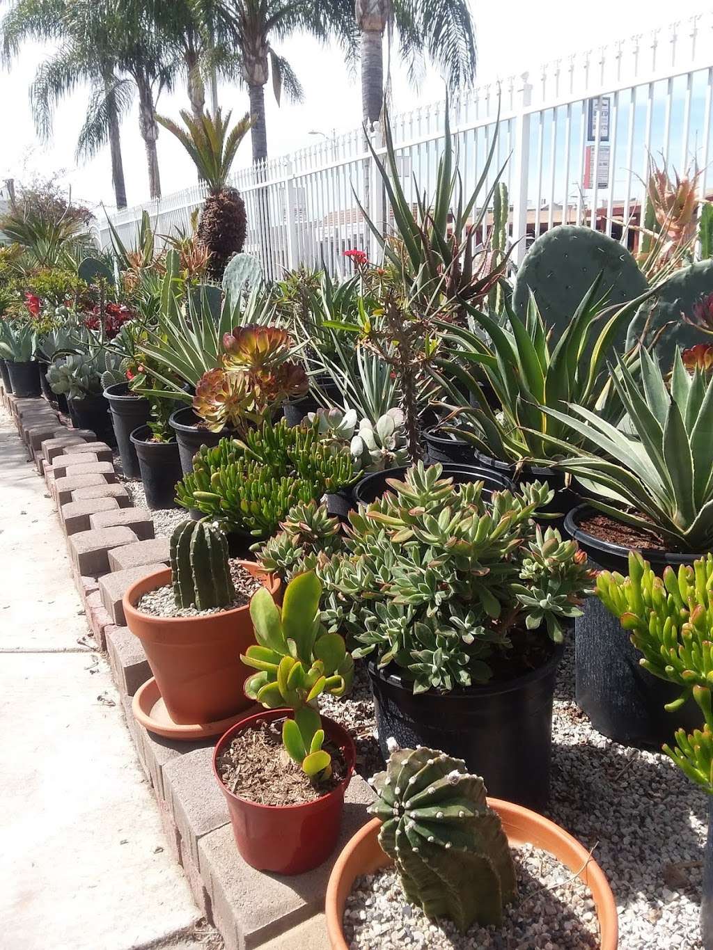 E Street Garden Center | 3293 N E St, San Bernardino, CA 92405, USA | Phone: (909) 886-6006