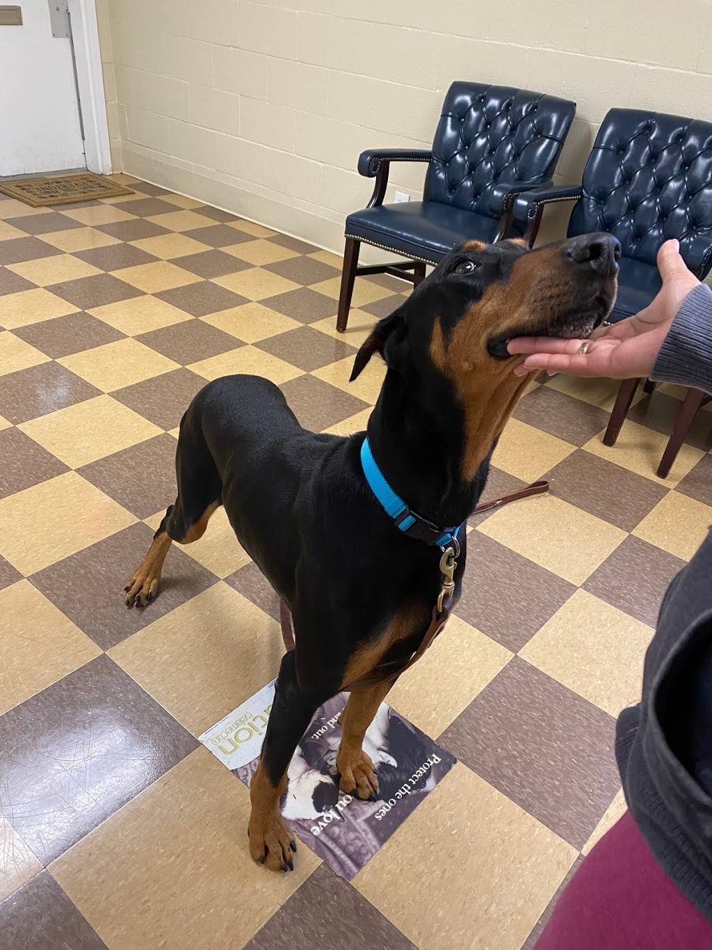 Southwest Veterinary Clinic | 2369 Campbellton Rd SW, Atlanta, GA 30311, USA | Phone: (404) 349-9576