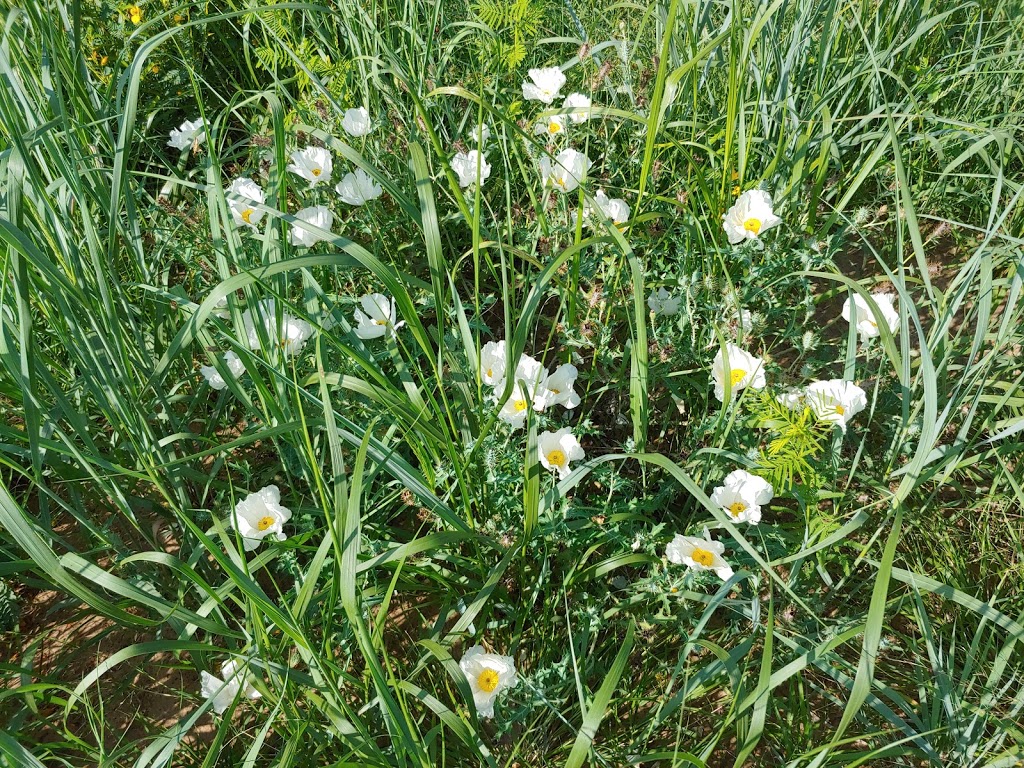 Wildflower Butterfly Habitat | 3009 Creekview Dr, Grapevine, TX 76051, USA | Phone: (817) 410-3450