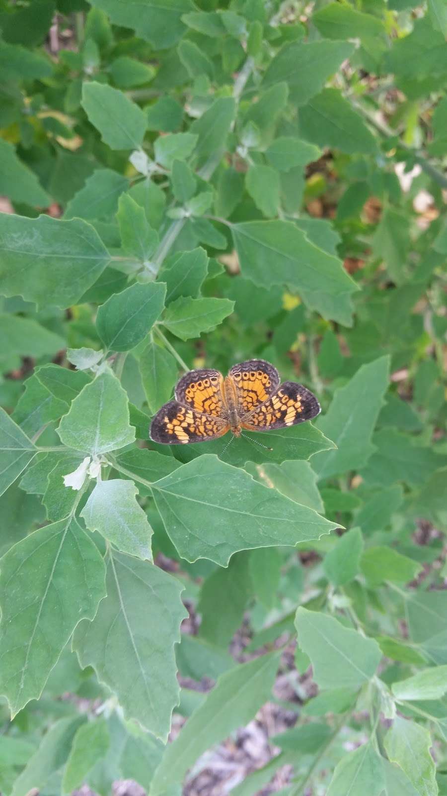 Urban Intertribal Center Garden | 1329-1387 Record Crossing Rd, Dallas, TX 75235