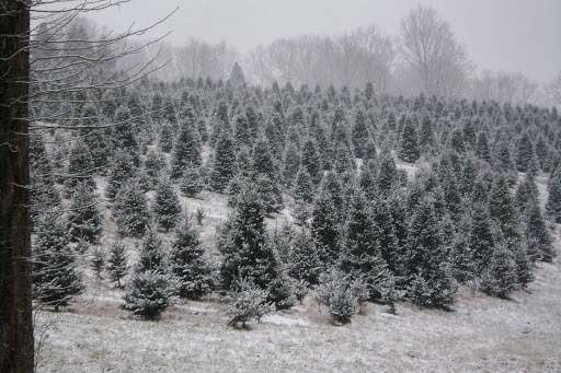 Beezup Christmas Tree Farm | 14079 Upper Maple Dr, Clarks Summit, PA 18411 | Phone: (570) 587-4819