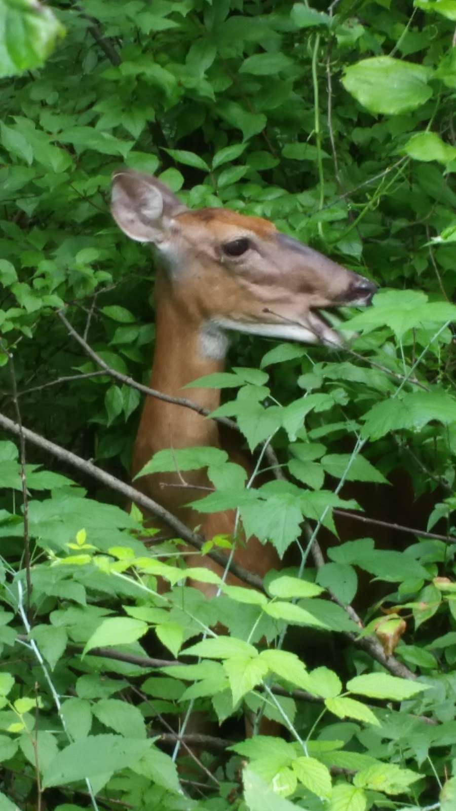 Norris Woods Nature Preserve | St. Charles, IL 60174