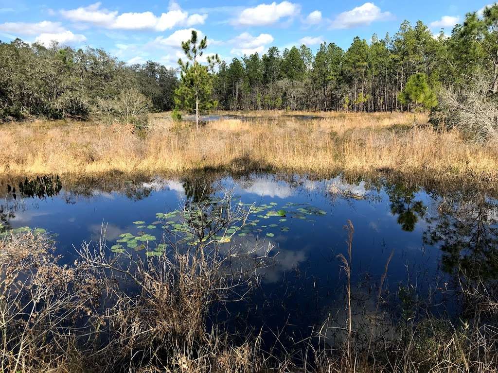 Gator Pond Backcountry Campsite | Unnamed Road, Dade City, FL 33525, USA