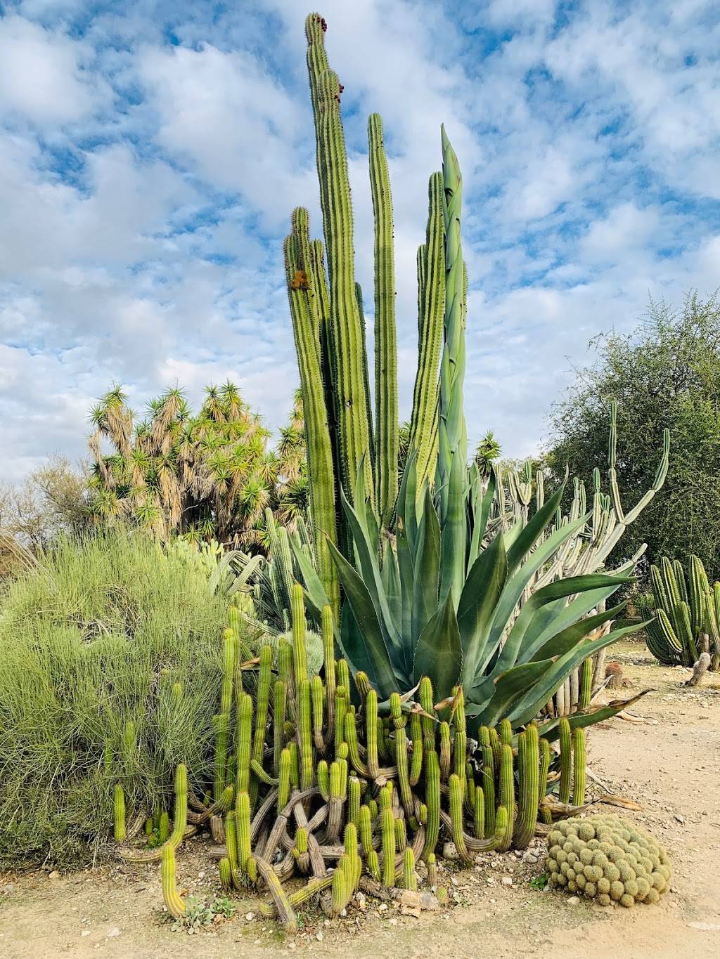 Fullerton Arboretum | 1900 Associated Rd, Fullerton, CA 92831, USA | Phone: (657) 278-3407