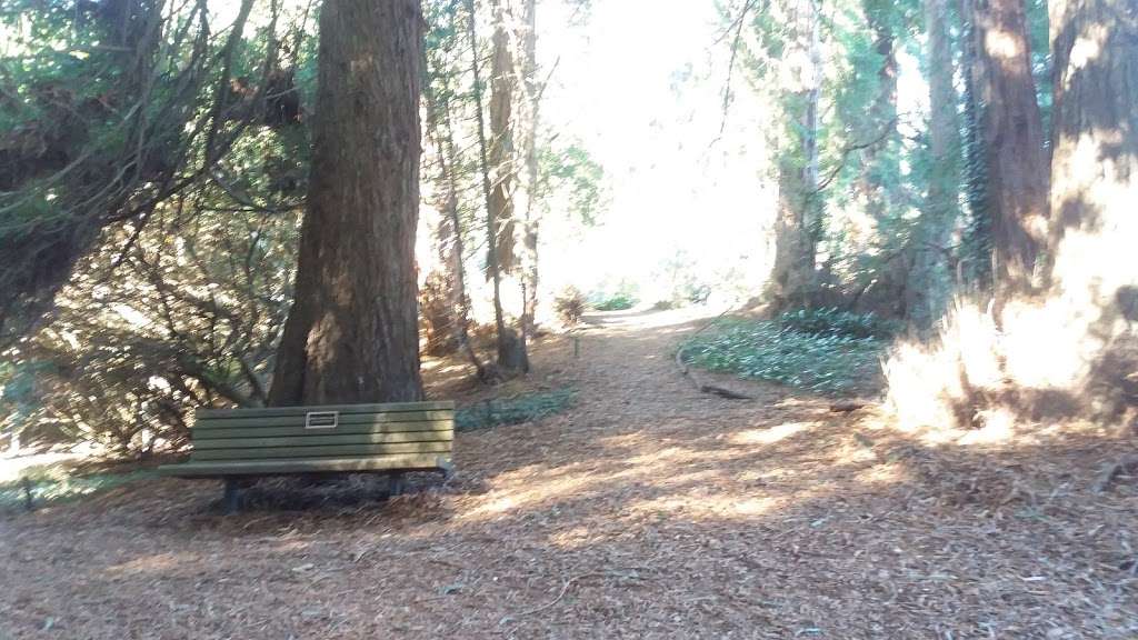 Redwood Grove Garden | Golden Gate Park, San Francisco, CA 94122, USA | Phone: (415) 661-1316