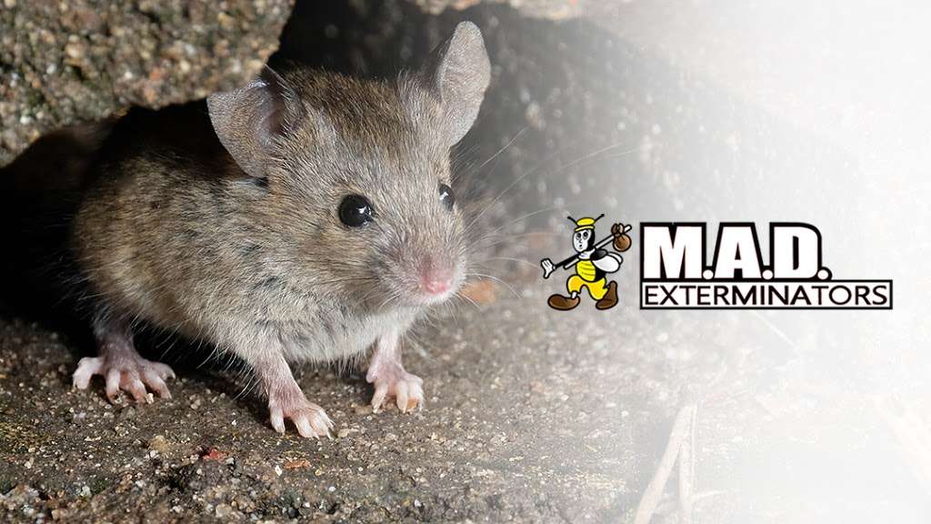 M.A.D. Exterminators Inc. | 78 S Trooper Rd, Norristown, PA 19403, USA | Phone: (610) 539-3180