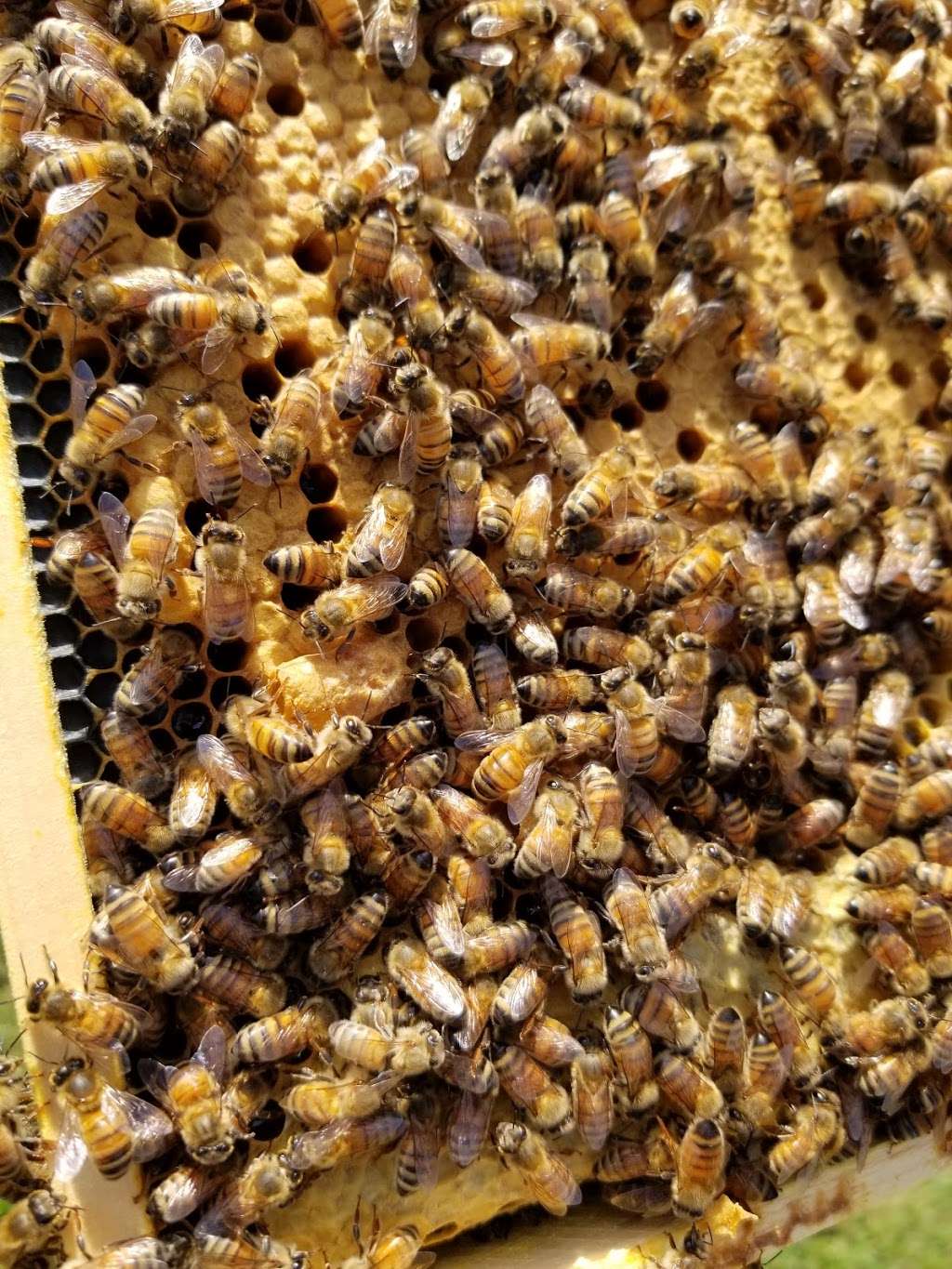 Adaven Honey Farm | 3015 Rotz Rd, Chambersburg, PA 17202, USA | Phone: (717) 219-1046