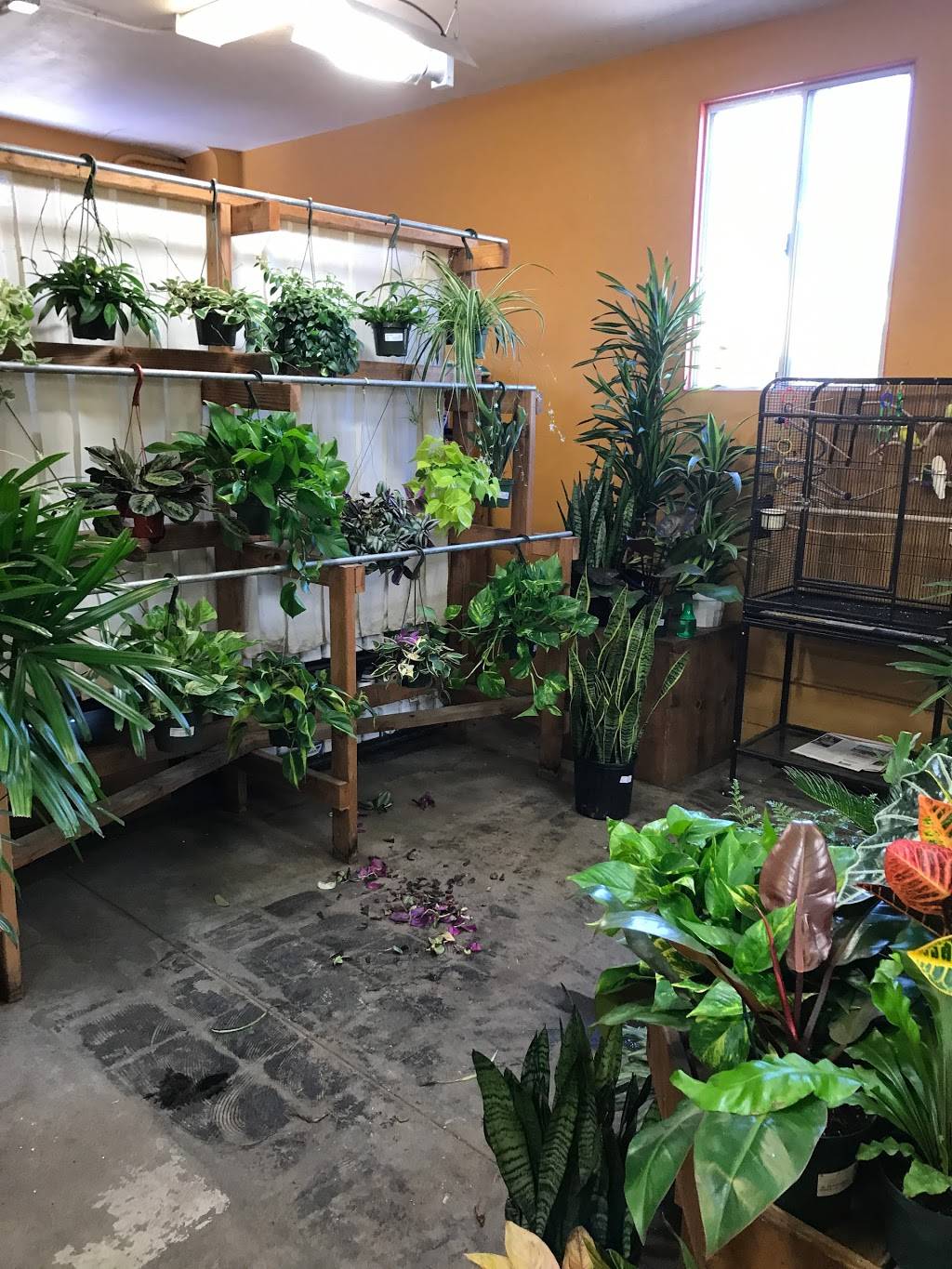 Westbrae Nursery | 1272 Gilman St, Berkeley, CA 94706 | Phone: (510) 526-5517