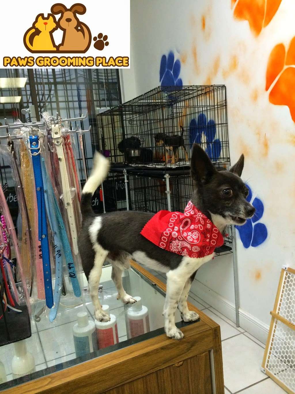 Pet Epoque Grooming | 4700 NW 7th St #3, Miami, FL 33126, USA | Phone: (786) 477-9373
