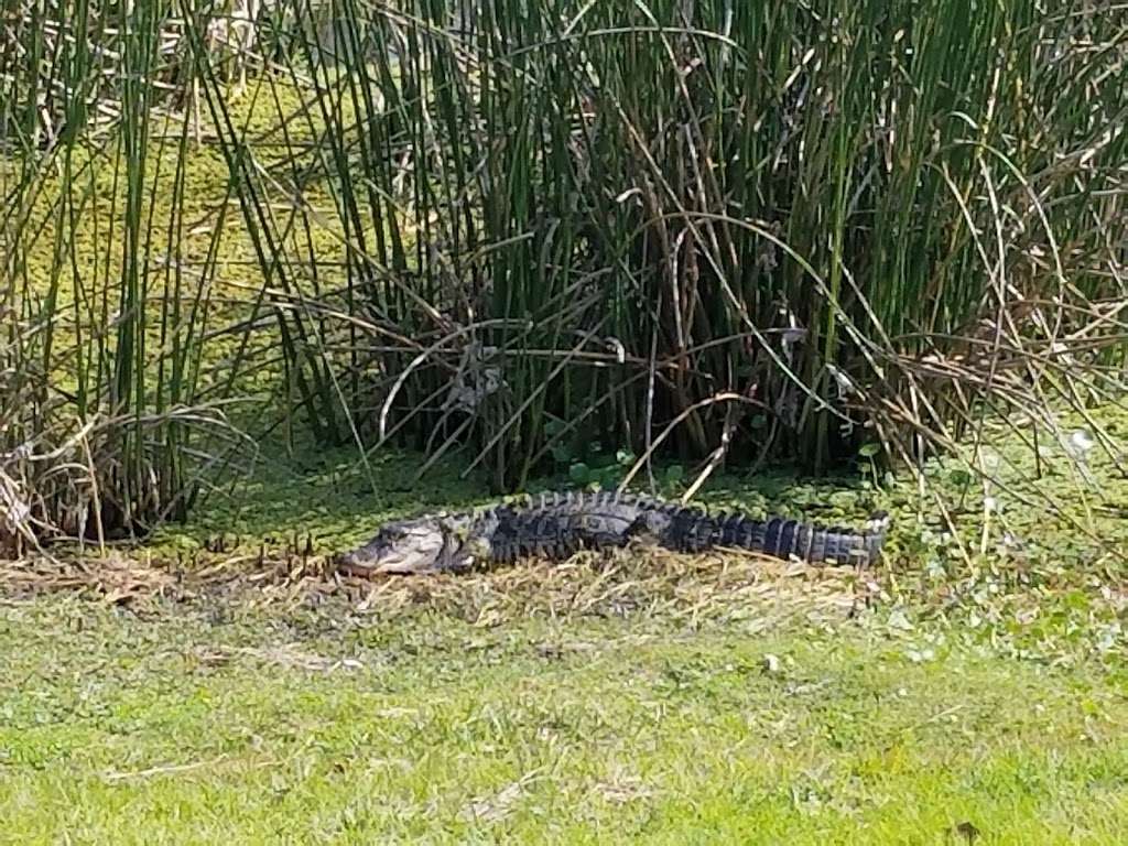 Disneys Oak Trail Golf Course | 1950 Magnolia Palm Dr, Orlando, FL 32836, USA | Phone: (407) 939-4653