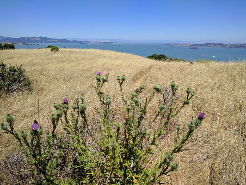 Tiburon Uplands Preserve | 3079 Paradise Dr, Belvedere Tiburon, CA 94920, USA | Phone: (415) 473-6388