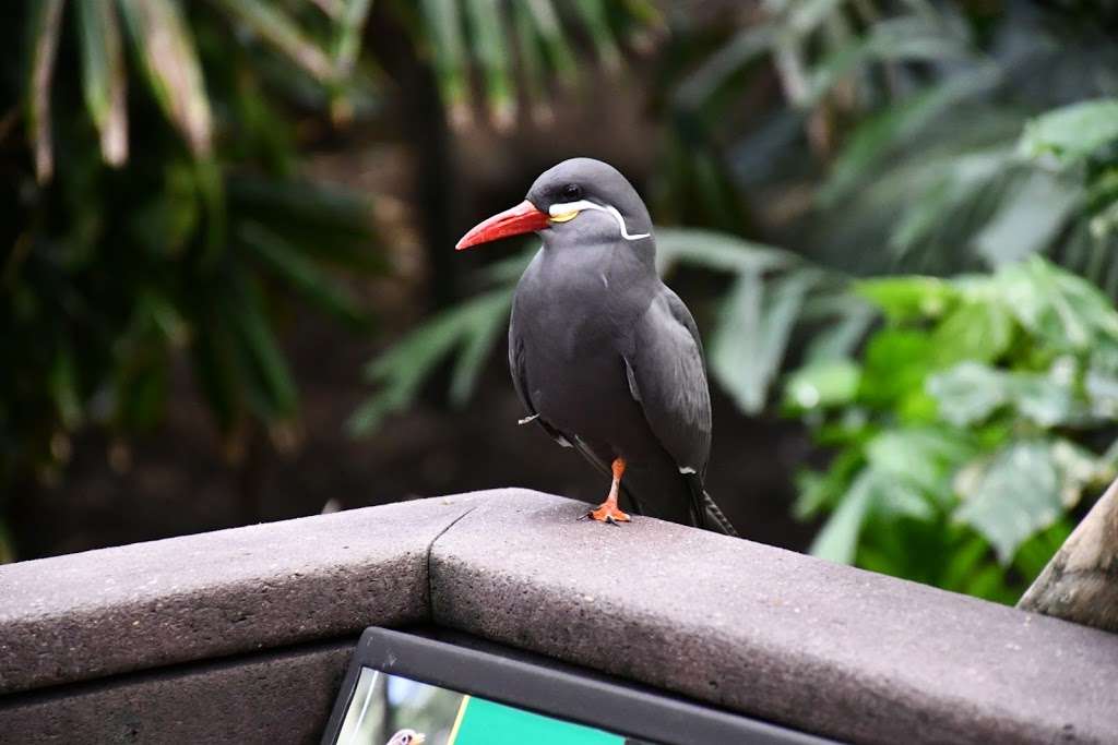 Lincoln Park Zoo McCormick Bird House | 2400 N Cannon Dr, Chicago, IL 60614, USA | Phone: (312) 742-2226