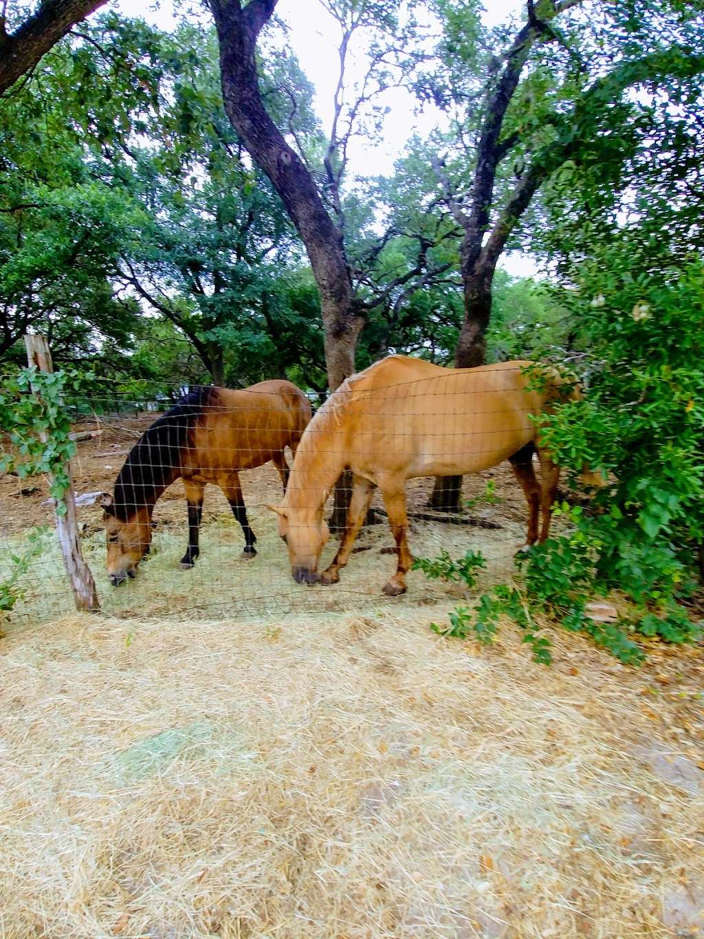 Hooves & Paws Veterinary Clinic | 16060-1 Bandera Rd, Helotes, TX 78023 | Phone: (210) 695-4411