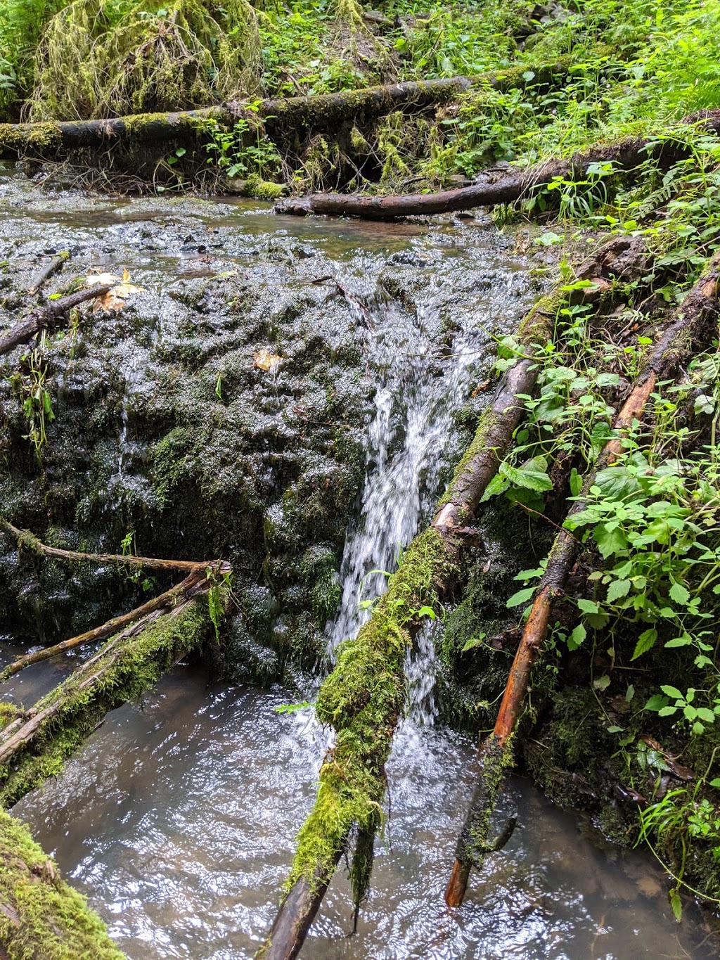 Linnton Loop Hike Trailhead | NW St Helens Rd, Portland, OR 97204 | Phone: (503) 223-5449