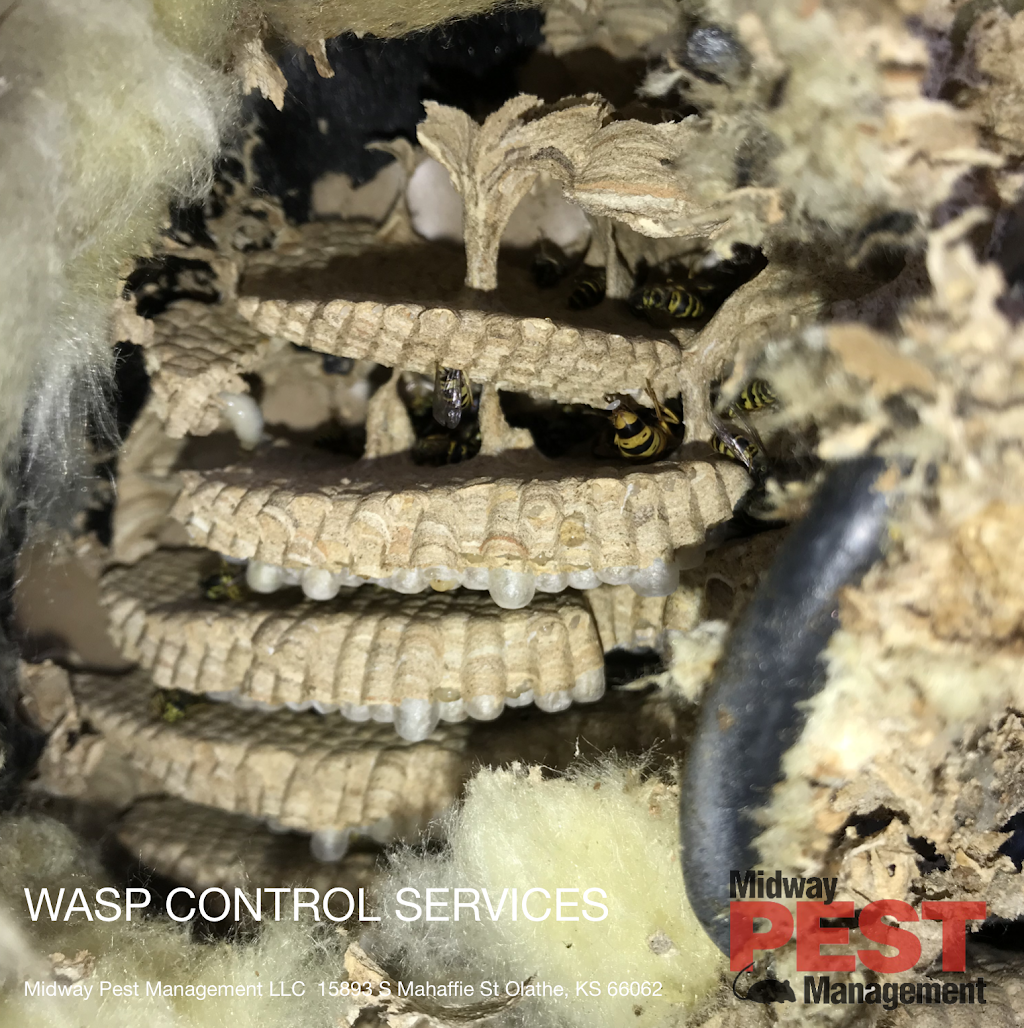 Midway Pest Management LLC | 15893 S Mahaffie St, Olathe, KS 66062, USA | Phone: (913) 820-9737