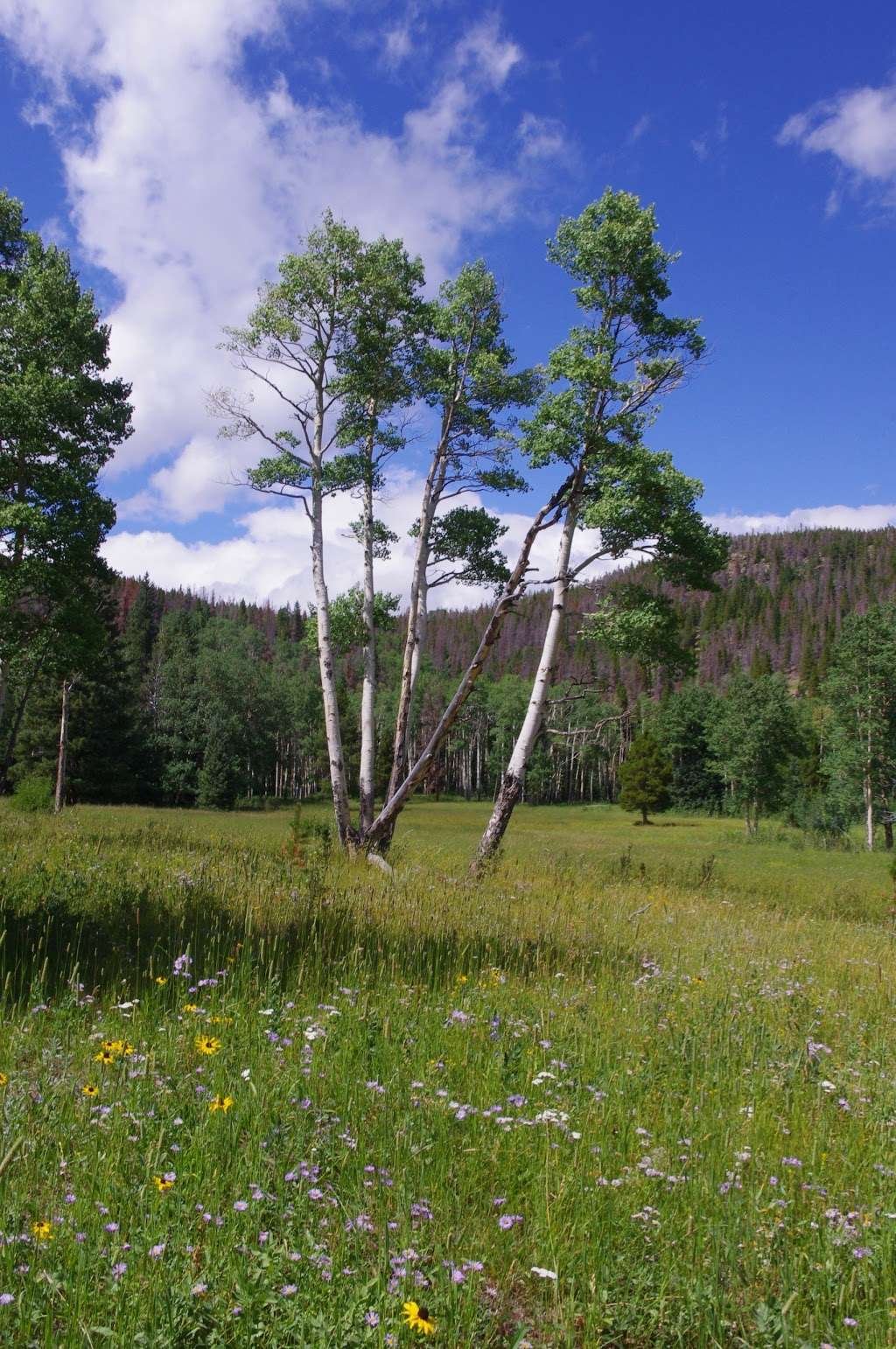 Mill Creek Basin | Estes Park, CO 80517, USA